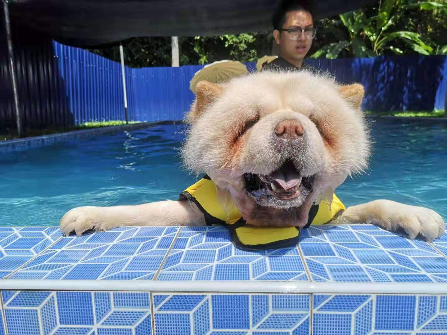Pet Swimming Class