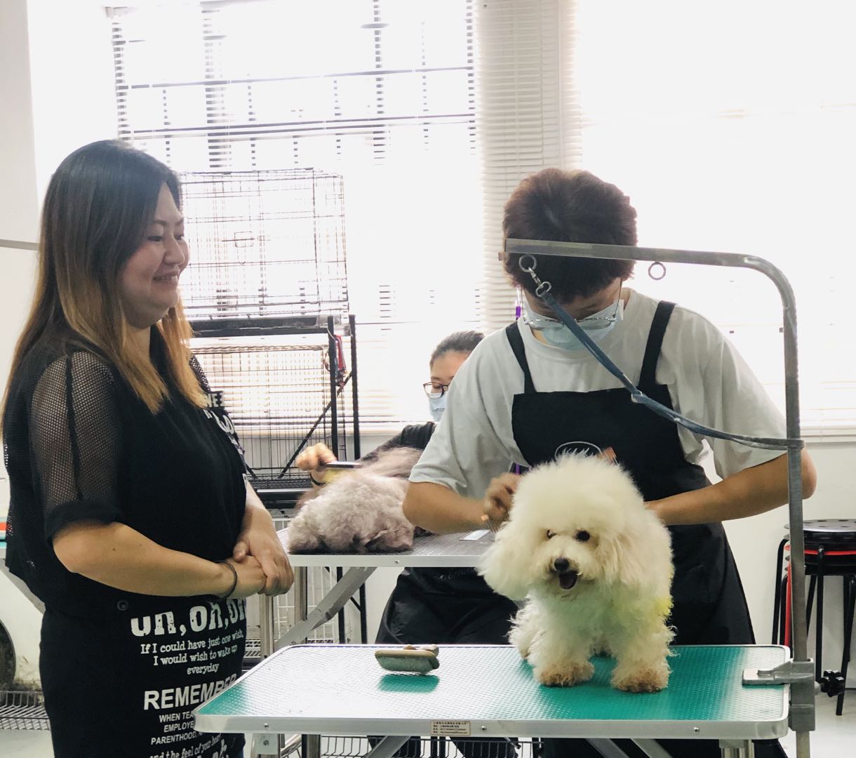 6-Month Professional Pet Groomer